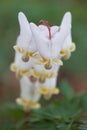 Dutchman's Breeches